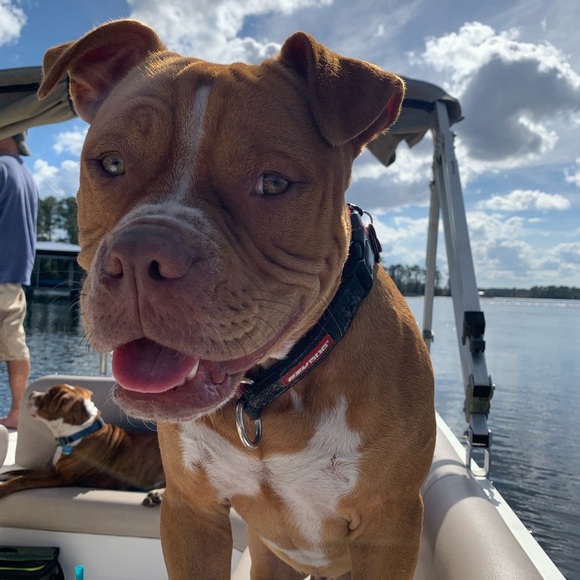 Meet your Posher, Loesha - Picture 4 of 10